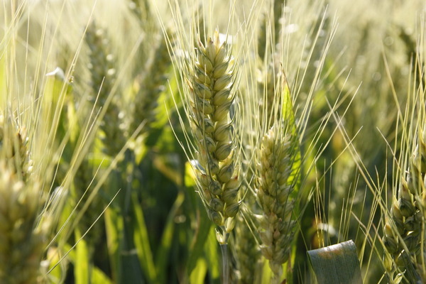 Нацбанк прогнозирует снижение цен на пшеницу