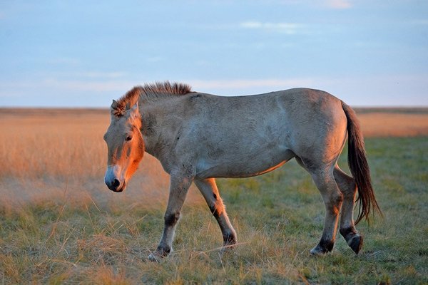Ученые впервые клонировали лошадь Пржевальского