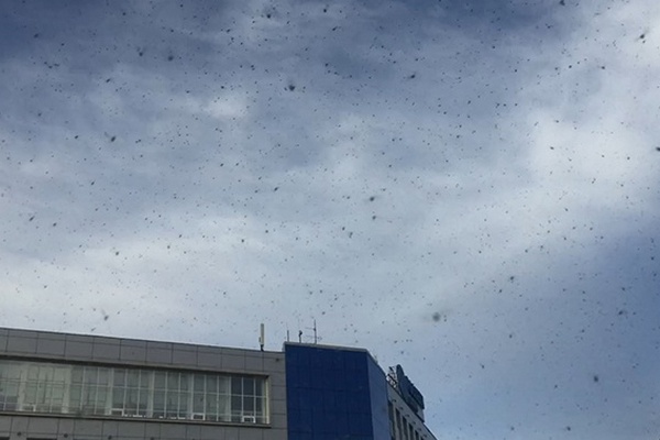 На Красноярск обрушились полчища насекомых. Видео