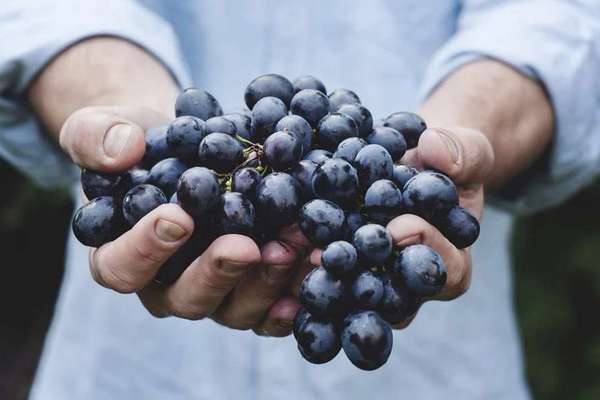 Медики рассказали об опасности винограда для здоровья