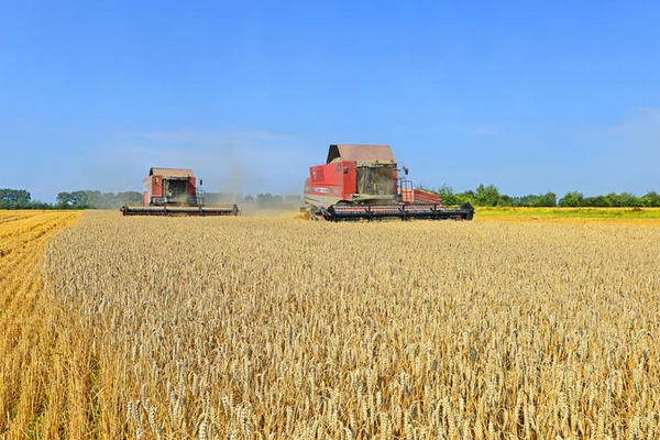 Украинские аграрии собрали урожай кукурузы с 20% площадей
