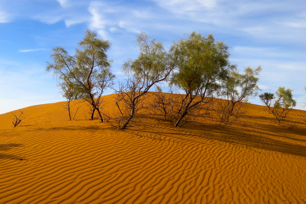 Неожиданное открытие: в пустыне Сахара растут миллионы деревьев