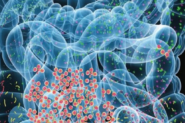 Бактерии могут защитить клетки кишечника от радиационного поражения