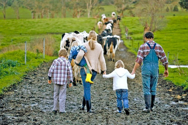Эксперт: Будущее молочной Украины — за семейными фермами
