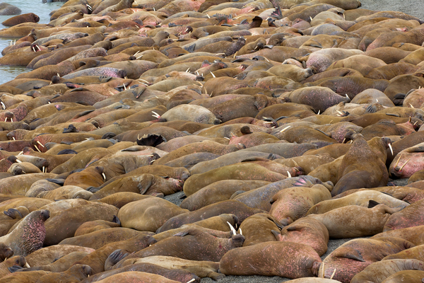 В Арктике нашли крупнейшее береговое лежбище моржей