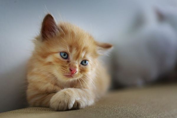 Японские ученые доказали, что домашние кошки частично понимают человеческую речь