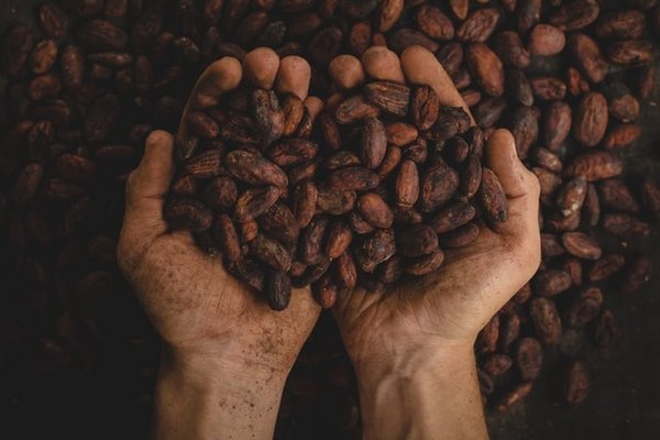 Флаванолы в какао-бобах полезны для мозга