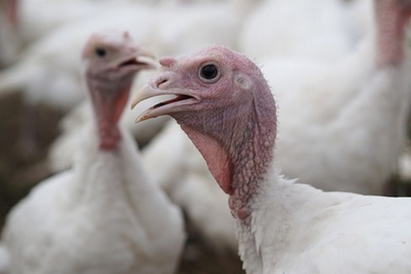 В Англии уничтожили 40 тысяч индеек из-за вспышки птичьего гриппа