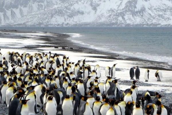 Гигантский айсберг может уничтожить колонию пингвинов в Атлантическом океане