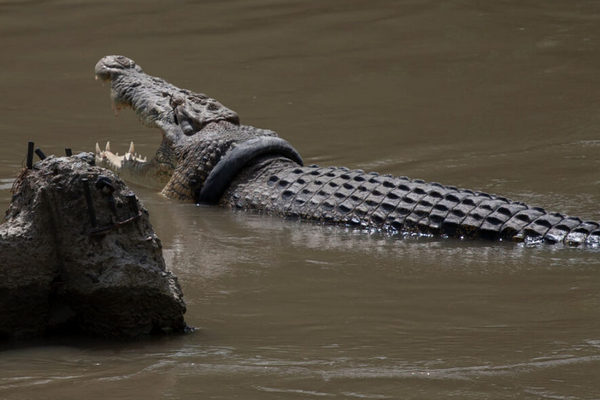 В Индонезии крокодил с шиной на шее вновь выплыл к людям