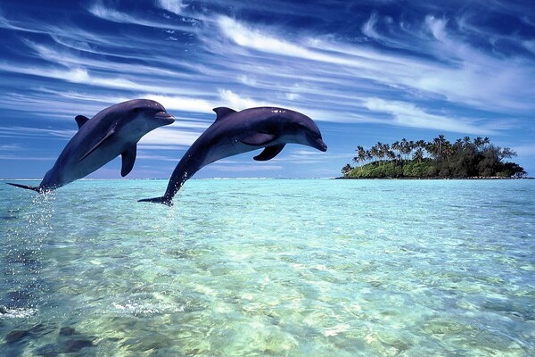 Ученые связали смертельную болезнь дельфинов с глобальным потеплением