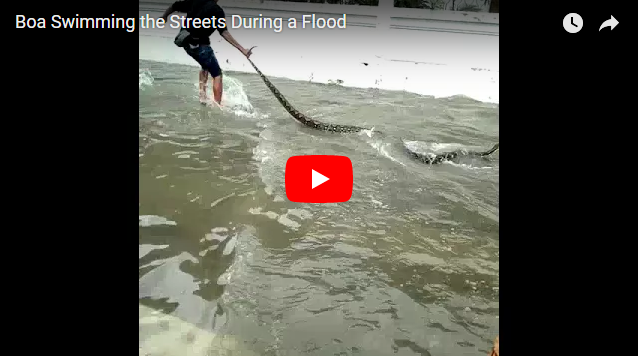 Огромная змея выплыла в центре Бангкока во время наводнения