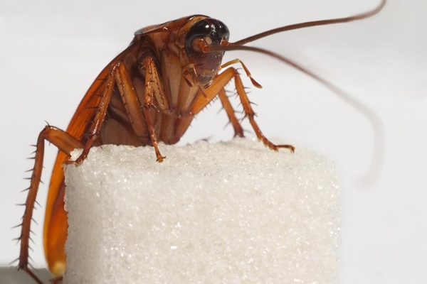 Антибиотик из тараканов может победить супербактерию – ученые