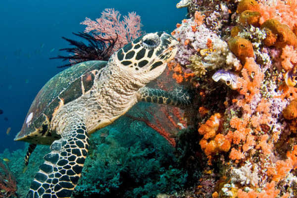 В ООН заявляют, что коралловые рифы могут исчезнуть к концу столетия