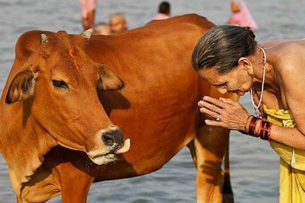 В Индии полиция арестовала мужчину по закону о защите коров