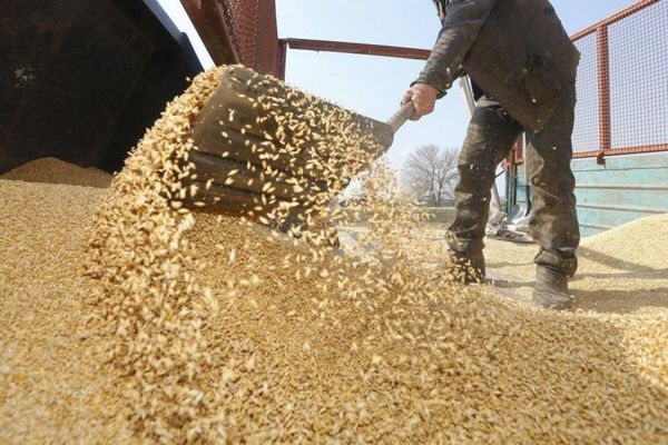 Украина стала второй в мире по экспорту зерновых