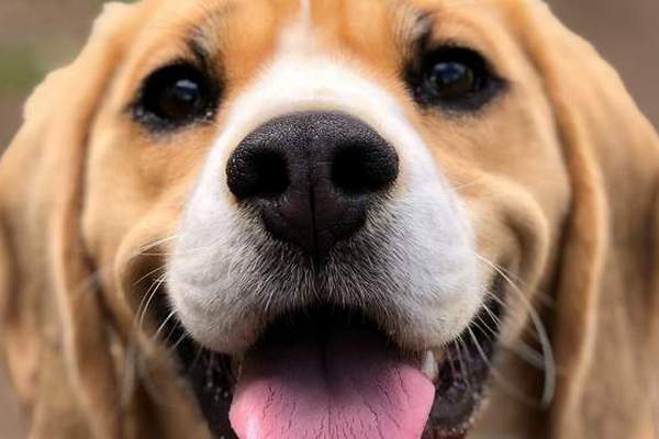 Собаки в Китае получают цифровые паспорта с распознаванием по отпечатку носа