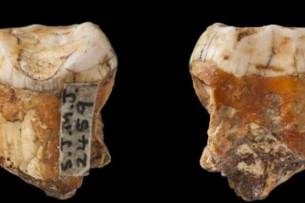 Неандертальцы не вымерли, а просто смешались с Homo Sapience, – ученые