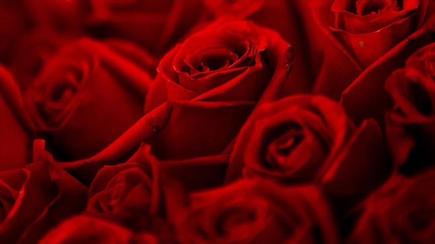 Турция экспортирует 70 миллионов цветов к Дню святого Валентина