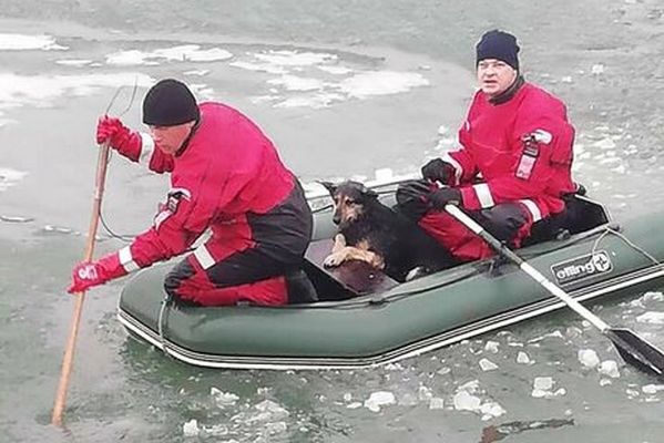 В Мариуполе спасли оказавшихся на льдине собак, спасательная операция длилась девять часов