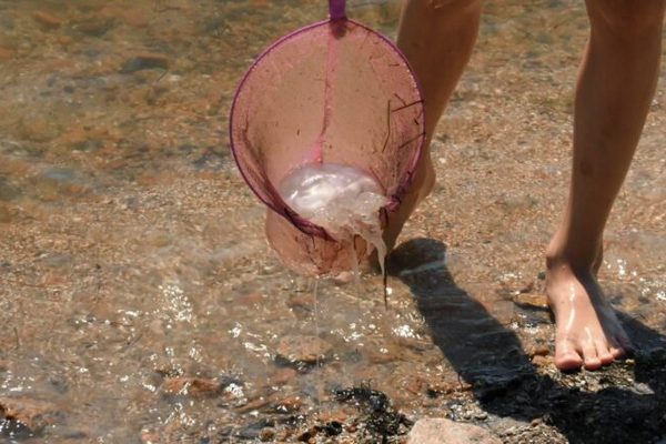 Лето 2021: будет ли в этом сезоне нашествие медуз в Азовском море