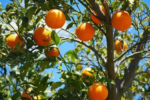 В Испании нашли необычное применение апельсинам