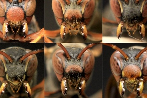 Ученые — осы оказались способны узнавать друг друга «в лицо»
