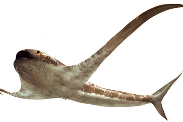 Ученые обнаружили древнюю «крылатую» акулу