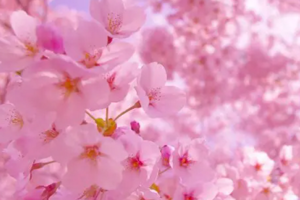В Японии наступил самый ранний сезон цветения сакуры за 1,2 тыс. лет