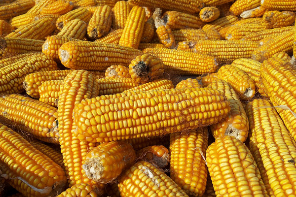 Мнение: Запасы кукурузы в Украине сильно завышены