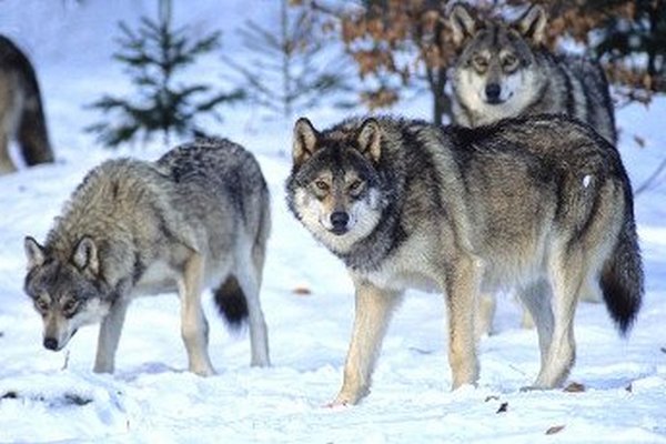 Ученые выяснили, что помогло волкам пережить ледниковый период