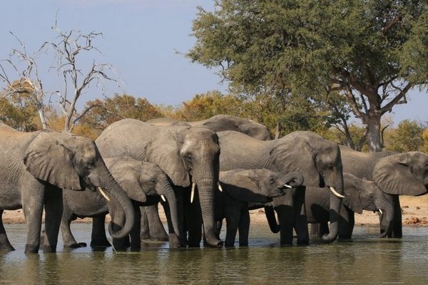 Ради туризма и национальных парков: Зимбабве продаст права на убийство 500 слонов