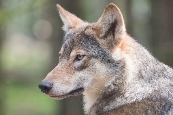 В Словакии за убийство волков будут сажать в тюрьму