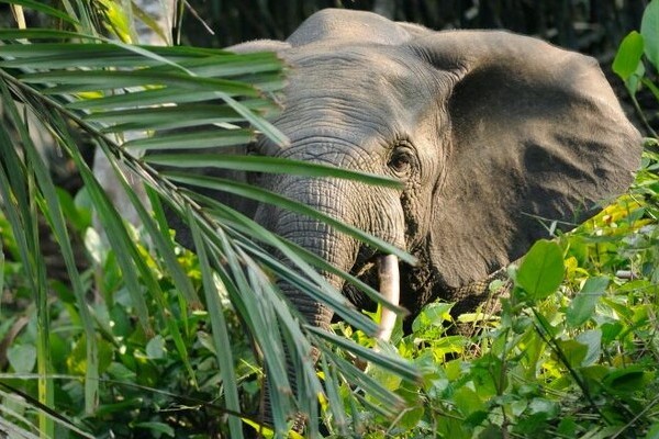 В Индии одновременно погибли 18 слонов