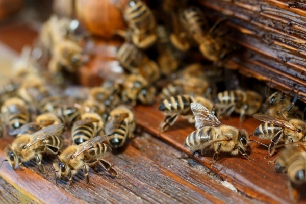 «Мертвые» пчелы зажужжали: на складах Укрпочты ожили тысячи насекомых