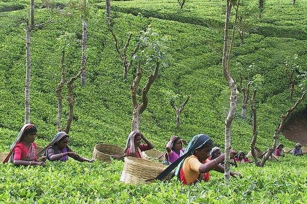 Проблемы в Индии не коснутся украинского рынка чая – эксперт