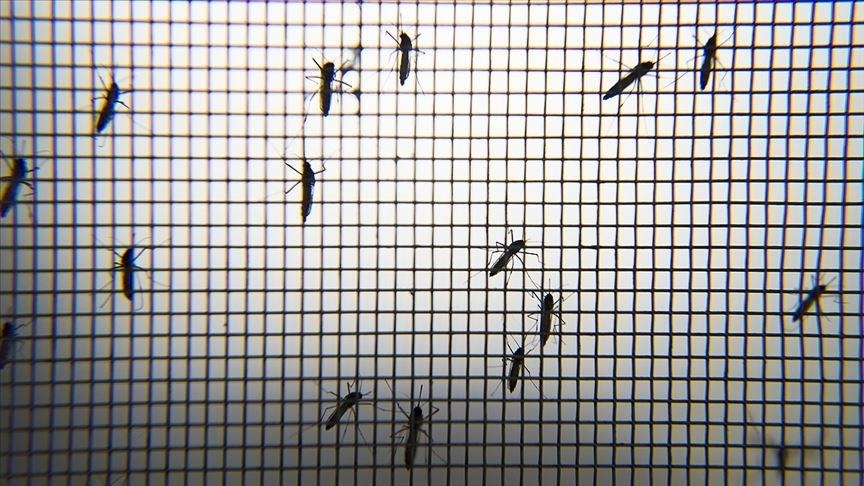 ВОЗ подтверждает, что Китай свободен от малярии после 70-летней борьбы