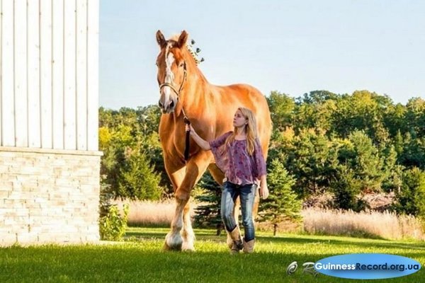 Умерла самая высокая лошадь в мире