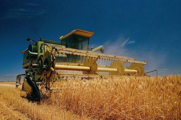 Ускорение уборки пшеницы в Украине продолжит давление на цены