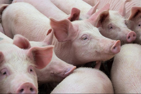 Число свиней в сельхозпредприятиях выросло почти на 8%