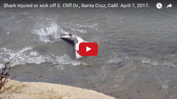 Белую акулу выбросило на пляж в Калифорнии