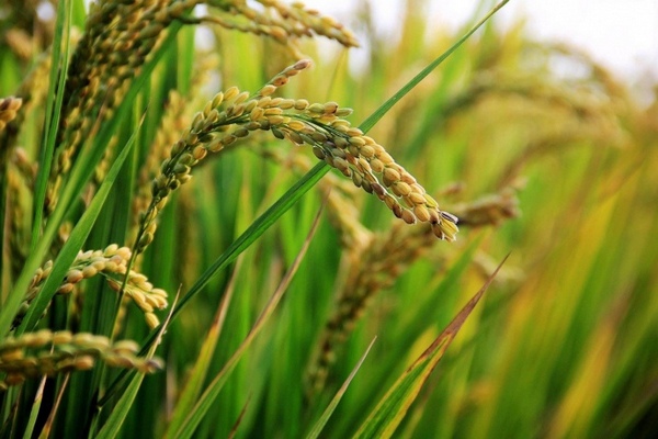 Ученые создали рис с противораковыми свойствами