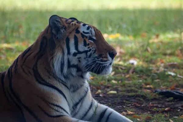 Напавшего на мужчину амурского тигра убили в Хабаровском крае