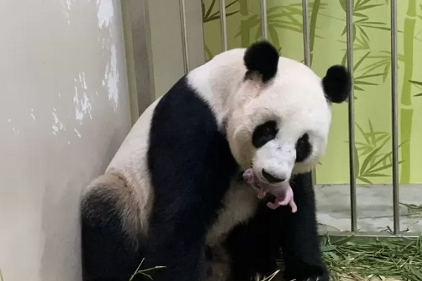 В Сингапуре объявили о рождении первого детеныша большой панды