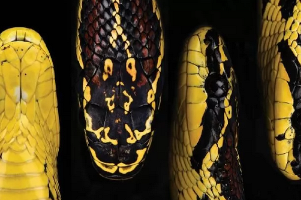 Новый вид змей был найден на северо-западе Китая