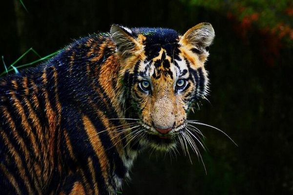 В Индии замечены «чёрные тигры»