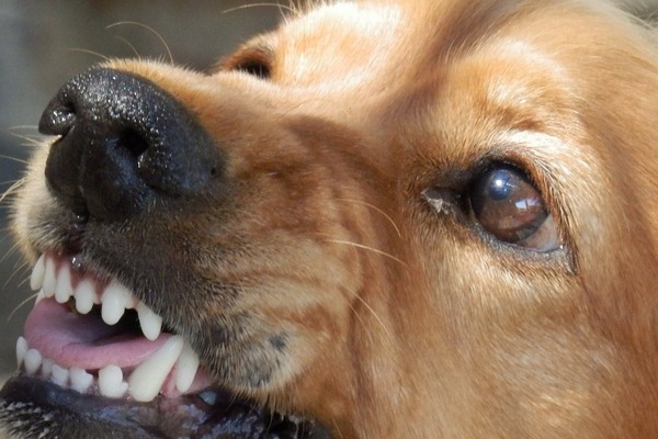 В Запорожье пёс искусал девушке лицо: ее госпитализировали
