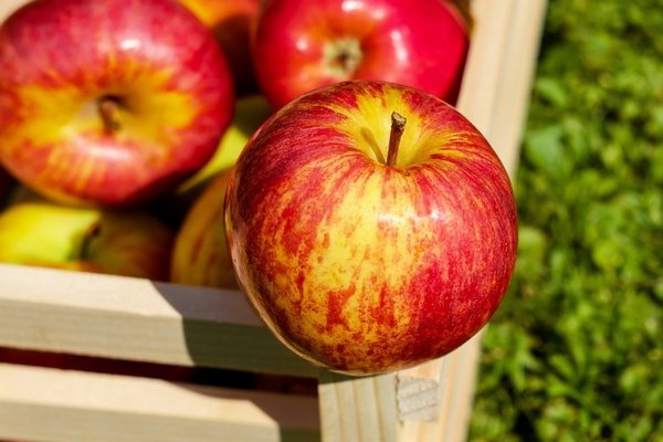 В Украине рекордно подешевели яблоки