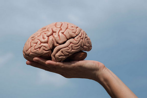 Ученые рассказали, как изменился мозг человека за последние три тысячи лет