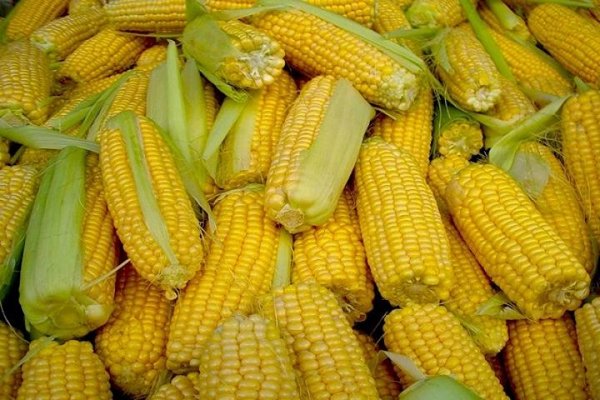 Украина перешла рубеж в 40 млн т по урожаю кукурузы в этом сезоне
